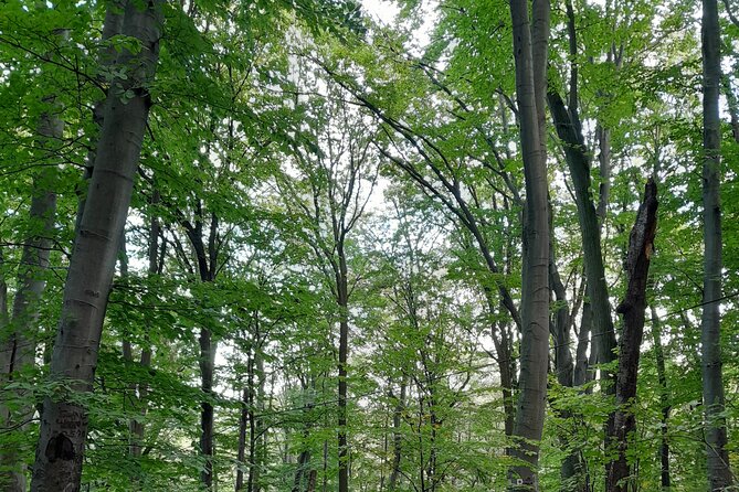Belgrade Hiking Tour On Mountain Avala - Descending through forest and stopping at Vasa Čarapić