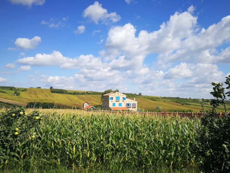 From Belgrade: Novi Sad & Fruska gora & winery and monastery - Novi Sad walking time, from old streets to Serbian Athens vibes