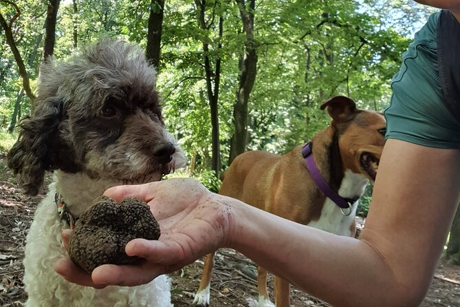 Private Guided Truffle Hunting Tour in Serbia with Lunch - Key Things That Make This Truffle Tour Worth It