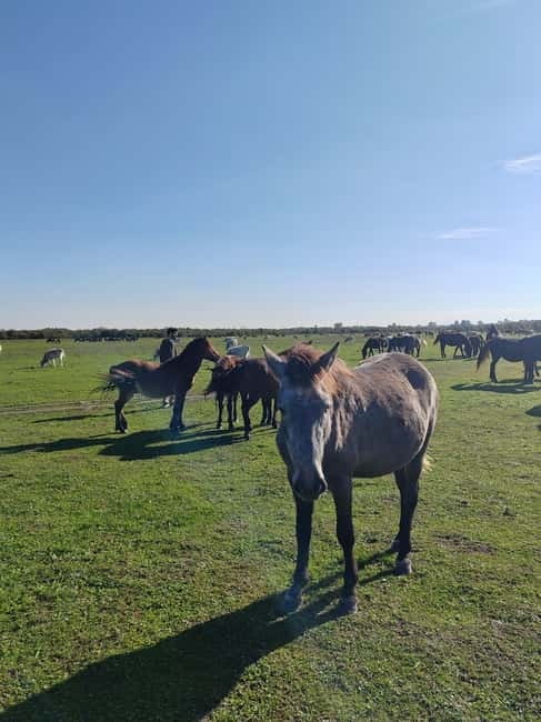 Zasavica Safari Tour - Key highlights worth planning around