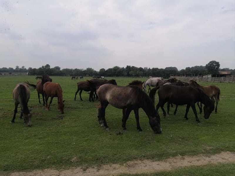 Zasavica Safari Tour - Who this Zasavica Safari Tour is best for